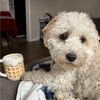 waffles2025